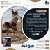 اکانت قانونی Assassin's Creed Mirage برای PS5 و PS4